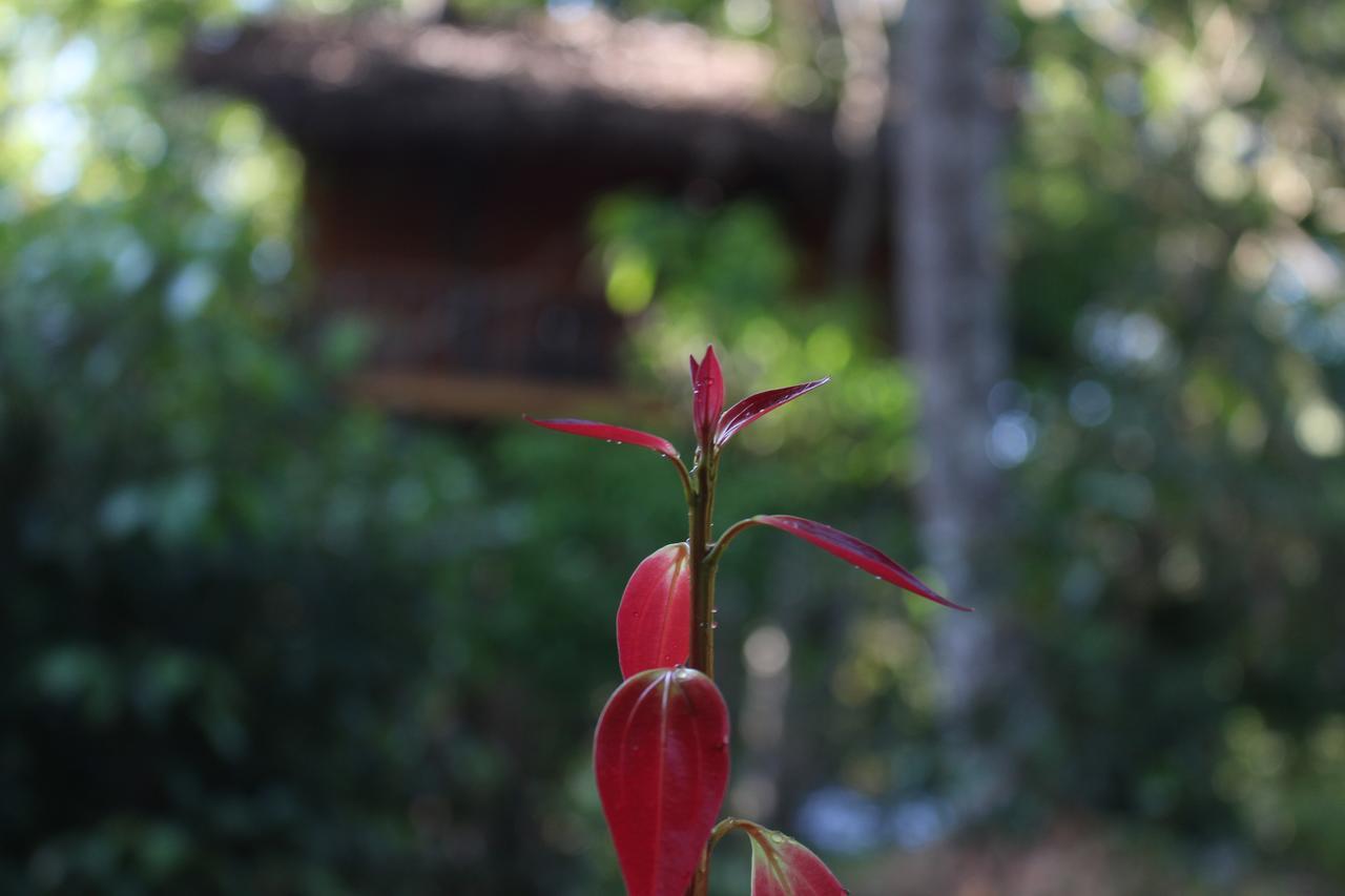 Tree House-Midigama Villa เวลิกามา ภายนอก รูปภาพ